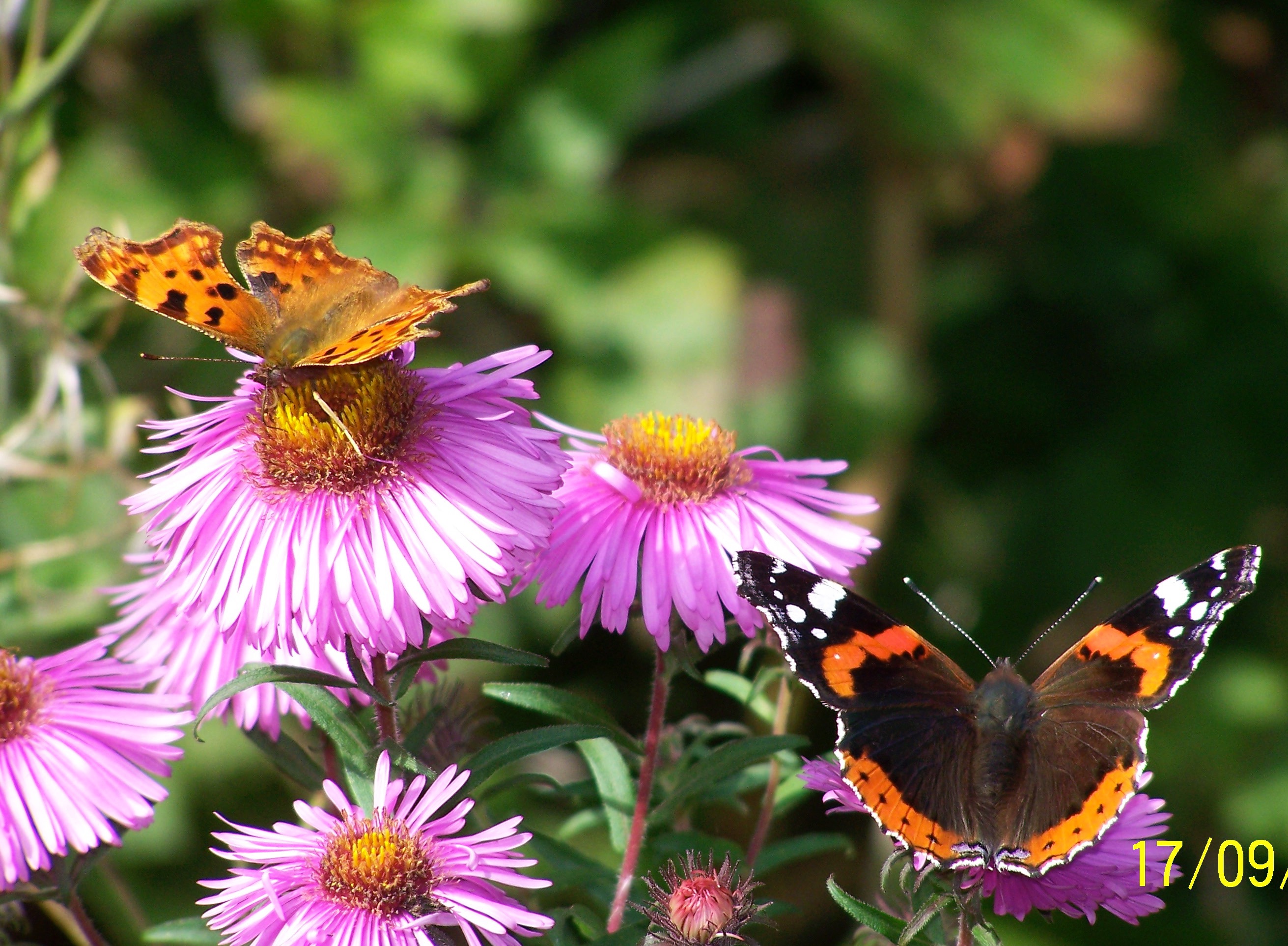 Butterflies on Aster