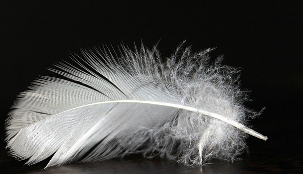 feather-1228678__340
